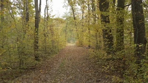 Walking in forest path in park handheld autumn fallen leafs 4k Stock Footage 118777037