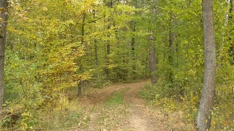 Walking in forest path in park handheld autumn fallen leafs 4k Stock Footage 118777044