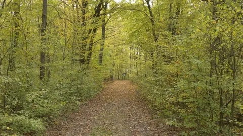 Walking in forest path in park handheld autumn fallen leafs 4k Stock Footage 118777504