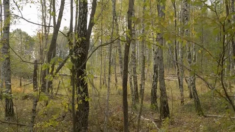 Walking in forest path in park handheld autumn fallen leafs 4k Stock Footage 118777549