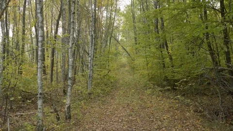 Walking in forest path in park handheld autumn fallen leafs 4k Stock Footage 118777682