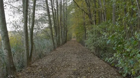 Walking in forest path in park handheld autumn fallen leafs 4k Stock Footage 118777918