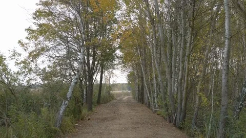 Walking in forest path in park handheld autumn fallen leafs 4k Stock Footage 118777944