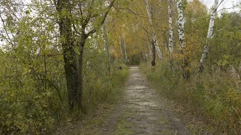 Walking in forest path in park handheld autumn fallen leafs 4k Stock Footage 118778177
