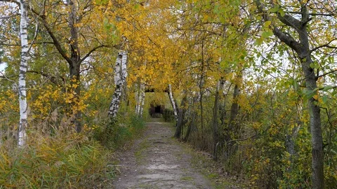 Walking in forest path in park handheld autumn fallen leafs 4k Stock Footage 118778468