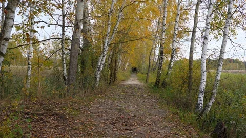 Walking in forest path in park handheld autumn fallen leafs 4k Stock Footage 118778487