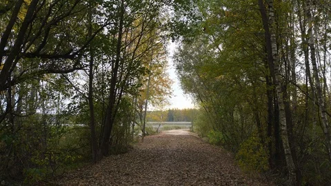Walking in forest path in park handheld autumn fallen leafs 4k Stock Footage 118778744