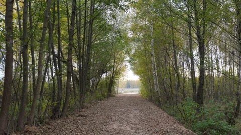 Walking in forest path in park handheld autumn fallen leafs 4k Stock Footage 118778811