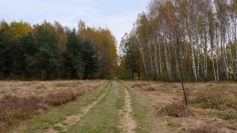 Walking in forest path in park handheld autumn fallen leafs 4k Stock Footage 118779086