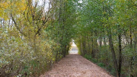 Walking in forest path in park handheld autumn fallen leafs 4k Stock Footage 118779115