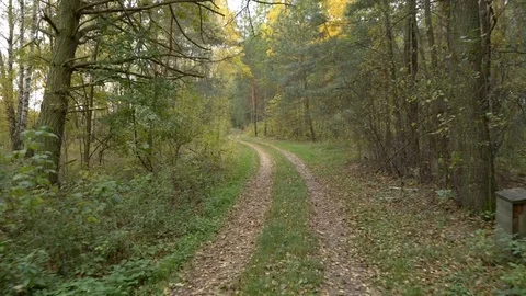 Walking in forest path in park handheld autumn fallen leafs 4k Stock Footage 118779666