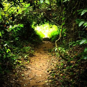 Walking forest path Stock Photos