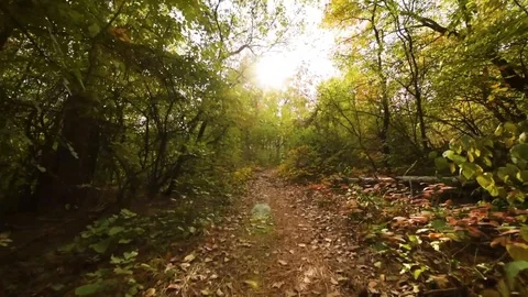 Walking in the forest on the path slow motion Stock Footage 97121324