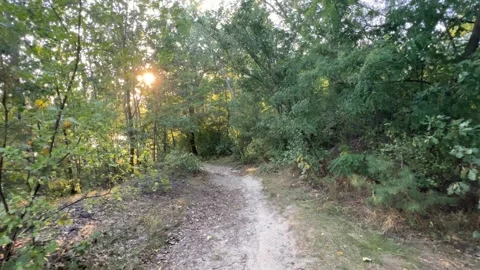 Walking The Forest Path At Sunset Stock Footage 250625564