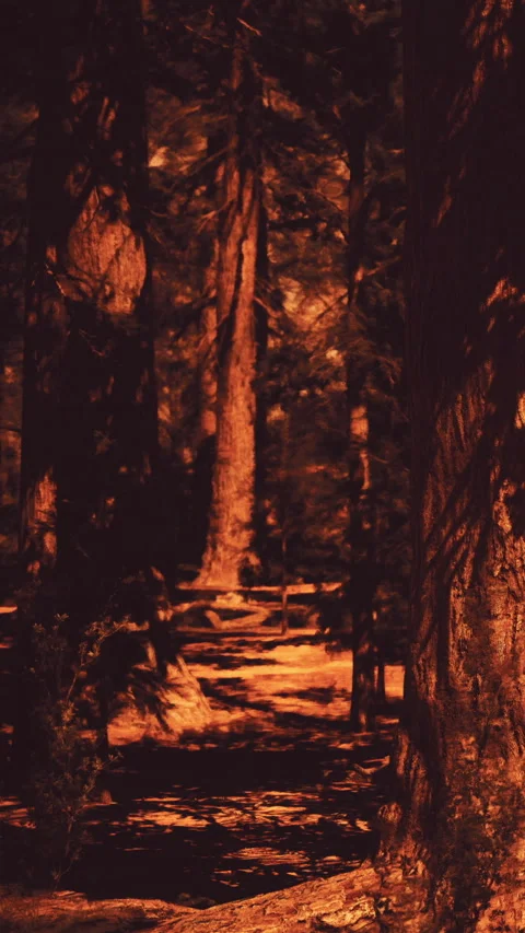 Walking on a forest path surrounded by tall trees in warm light Stock Footage 338375041