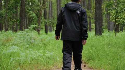 Walking on forest path surrounded by tall grass and pine tree Kirirom National Stock Footage 340155135