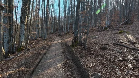 Walking Forest Path with Tire Tracks and Birch Trees – 4K UHD Video stock 331872808