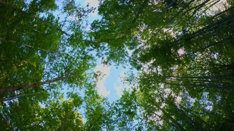 Walking in the forest path upward view of the trees and blue sky Stock Footage 134929474