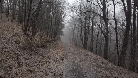 Walking on forest path on winter 2,7k ungraded Stock Footage 105851608