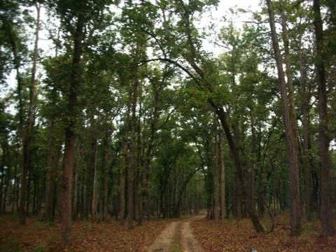 Walking in the forest Stock Photos