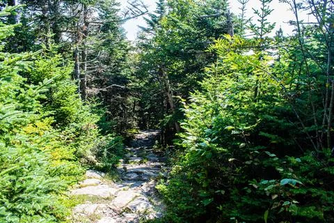 Walking in The Forest 스톡 사진