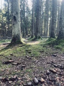 Walking in the forest Foto stock