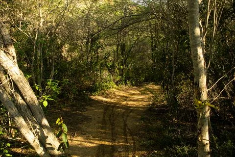 Walking in the forest Foto stock