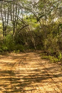 Walking in the forest Stock Photos