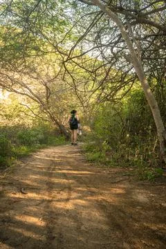 Walking in the forest Stock Photos