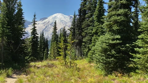 Walking in the forest with pine trees at Mount Rainier National Park Stock Footage 214564727