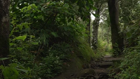 Walking in a forest POV slow motion shot Stock Footage 92171552