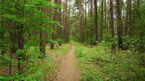 Walking the forest road with green grass on the sides Stock Footage 115952849