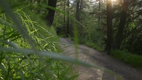 Walking in the forest, slow motion Stock Footage 124273238