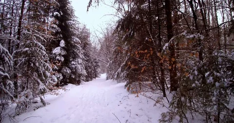 Walking In Forest Snow  Video stock 102003973