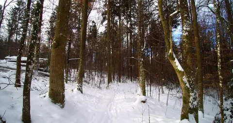 Walking In Forest Snow Stock Footage 102136776