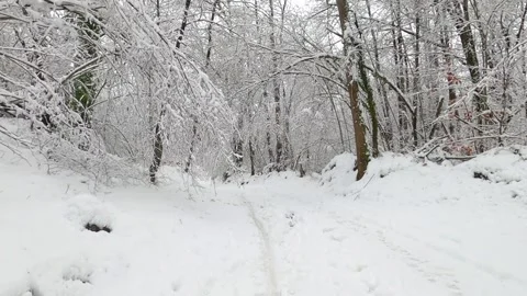 Walking on a forest snow in the winter Stock Footage 146338841