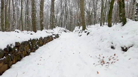 Walking on a forest snow in the winter Stock Footage 146340503