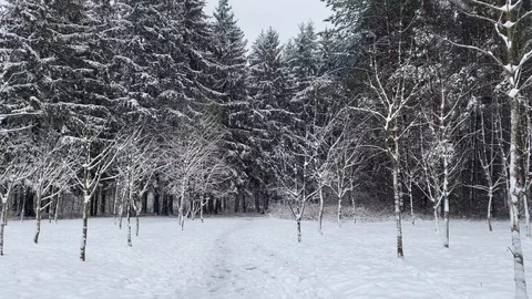 Walking in the forest in snowfall Video stock 122040037