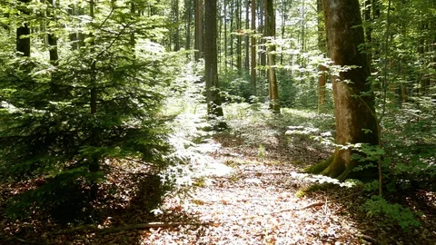 Walking in the Forest in Spring / Summer Stock Footage 109113885