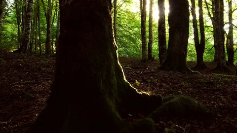 Walking in the forest with sun beams Stock Footage 80660315