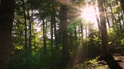 Walking into the forest with sun beams Stock Footage 80676028