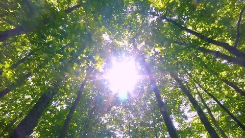 Walking in the forest - sun shining Stock Footage 97038599