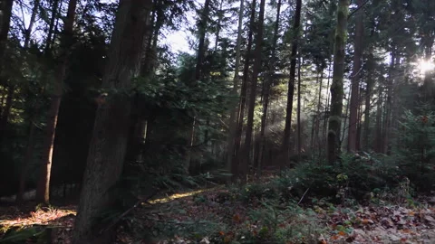 Walking in the forest with sun shining through trees 2 Stock Footage 148038224