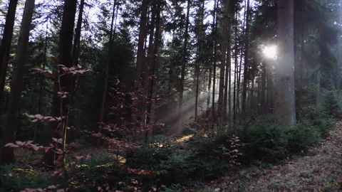 Walking in the forest with sun shining through trees Stock Footage 148038289
