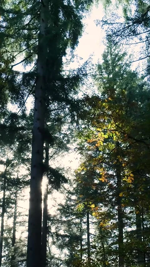Walking in the forest with sun shining through trees Stock-Footage 327109029