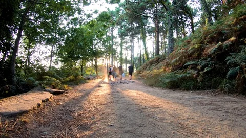 WALKING BY THE FOREST WITH SUNLIGHT Stock Footage 94230511