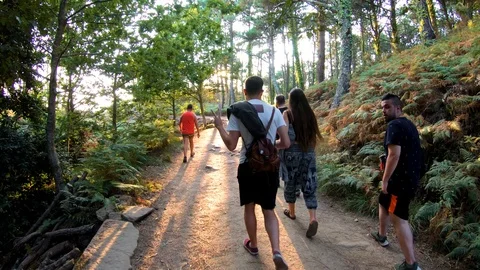 WALKING BY THE FOREST WITH SUNLIGHT Stock Footage 94230528