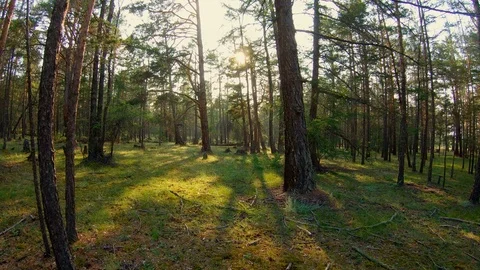 Walking in the forest at sunset Stock Footage 111353067