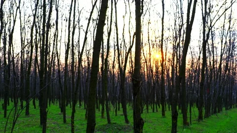 Walking in the forest at sunset Stock Footage 151420803