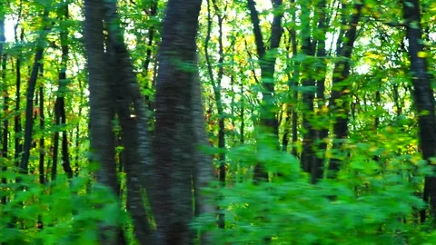Walking in the forest at sunset in summer Stock Footage 169225269
